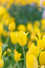 Fototapeta premium Beautiful yellow tulip flowers in garden with blurred background, nature background.
