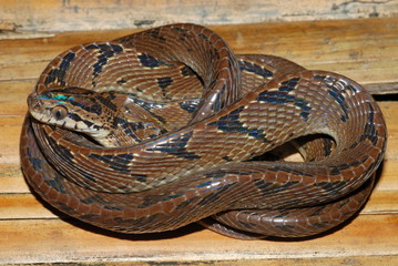 Boiga gokool. Eastern cat Snake. A snake found in the Lowland forest of NE India. Arunachal Pradesh. India