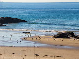 Seagulls flock on the beach