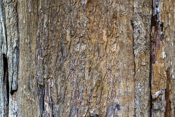 old wood texture
