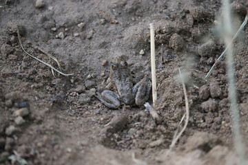 Common sand Frog