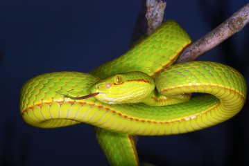 Trimeresurus species. a species of arboreal pit viper. Assam/Arunachal Prades. India