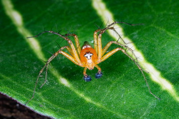 Oxyopidae a species of (Lynx) spider these spiders are characterised by the presence of spines on the legs. Assam. India