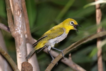 Oriental White Eye. Zosterops palpebrosus, Rajasthan. India