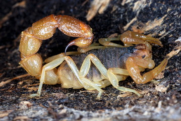 Orthochirus flavescense. a small sized scorpion..