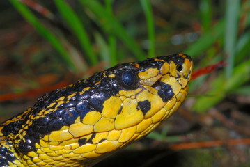 Protobothrops jerdonii. a rare medium sized pit viper species. Arunachal Pradesh. India