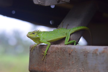 Maned Forest Lizard stand on rusty iron