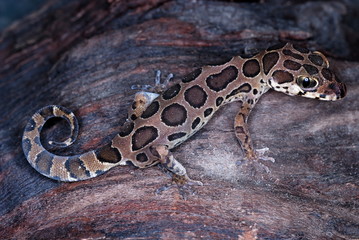 Geckoella collagelensis. a beautiful small sized ground gecko which is extremely difficult to spot as it keeps to the left litter.Maharashtra. India