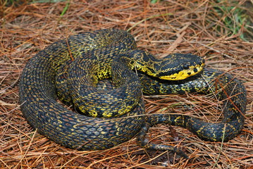 Protobothrops jerdonii. a rare medium sized pit viper species. Arunachal Pradesh. India