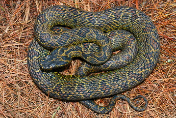Protobothrops jerdonii. a rare medium sized pit viper species. Arunachal Pradesh. India