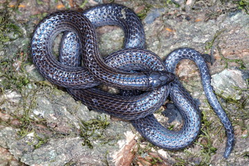 Trachisicum fuscum. commonly called Slender Snake. A burrowing species. found in the montane forest of Arunachal Pradesh. India