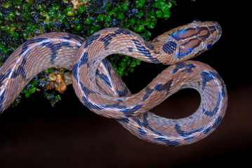 Boiga gokool. Eastern cat Snake. A snake found in the Lowland forest of NE India. Arunachal Pradesh. India