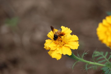 European or Western honey bee