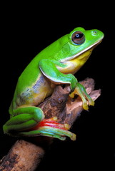Rhacophorus maximus. a large sized gliding frog found in a puddle of water in the lowland evergreen forests of Arunachal Pradesh. India.