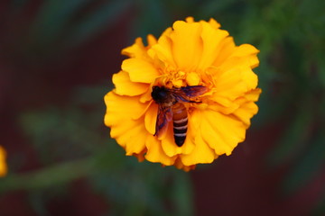 Bee on a flower close up
