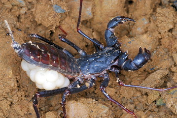 Whip Scorpion, Uroproctus assamensis. A rare order arachnids called Uropygids.This female is carrying it eggs under its stomach.