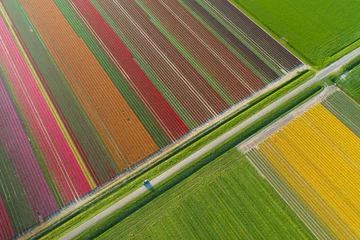 Gordijnen Aerial view of tulip planted fields in the Dronten area. Spring in the Netherlands © Vitaly