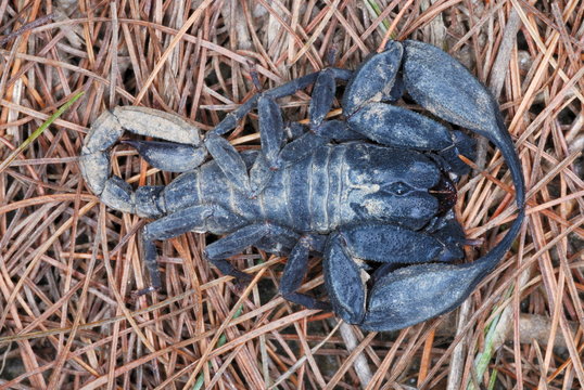 Euscorpiops species. a large sized scorpion with powerful pincers. inhabiting the crevices in the rock walls.Arunachal Pradesh. India.