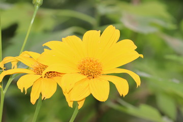 Bright sunflowers on yellow background