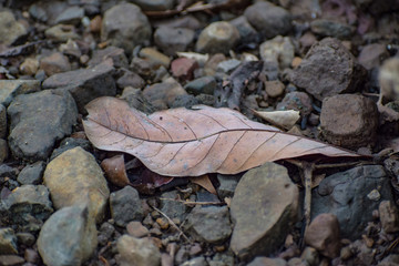 leaf on stones