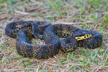 RED SPOTTED PIT VIPER. Trimeresurus jerdonii. Venomous. Jerdon's viper