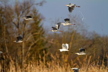 Flock of grey herons in flight