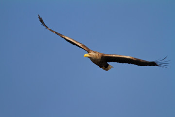 Fototapeta na wymiar The white-tailed eagle in flight on Crna Mlaka fishpond
