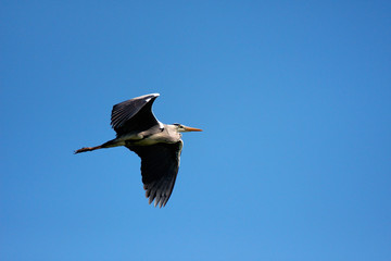 Grey heron in flight