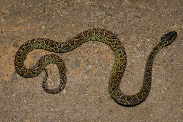 RED SPOTTED PIT VIPER. Trimeresurus jerdonii. Venomous. Jerdon's Viper