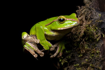 Gliding frog (Rhacophorus burmanus )