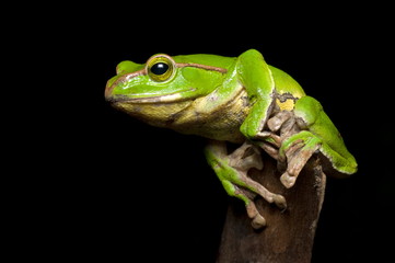 Gliding frog (Rhacophorus burmanus )