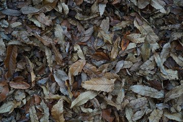 autumn leaves