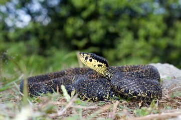 RED SPOTTED PIT VIPER. Trimeresurus jerdonii. Venomous. Jerdon's Viper