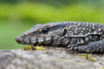 Juvenile of monitor lizard seen foraging in the periyar tiger reserve, kerala