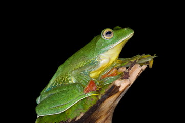 The Malabar Flying Frog (Rhacophorus malabaricus)