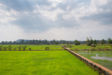 Fototapeta na wymiar Rice field with wood pathway on countryside landscape