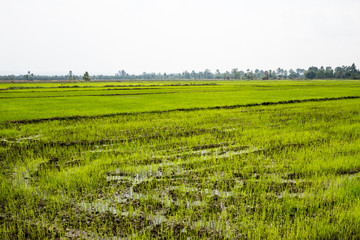 Fototapeta na wymiar Rice field landscape on countryside