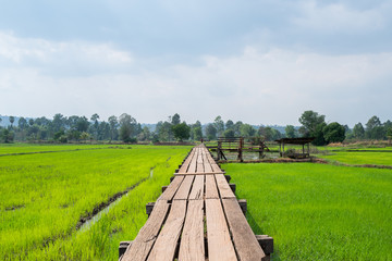 Fototapeta na wymiar Rice field with straight wood pathway with cloudy sky