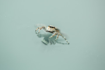 jumping white spider