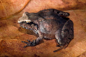 Unknown frog species from the montane forest of northeast India