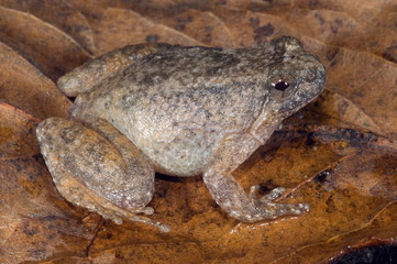 The Northern Frog (Occidozyga borealis), Arunachal Pradesh, India