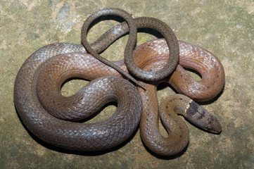 COLLARED BLACK HEADED SNAKE, Sibynophis Collaris Non venomous, Common A colubrid species from northeast India