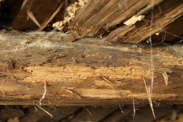 ein Holzwurm in einen alten Gebälk
