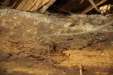 ein Holzwurm in einen alten Gebälk