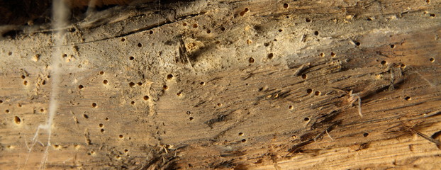 ein Holzwurm in einen alten Gebälk