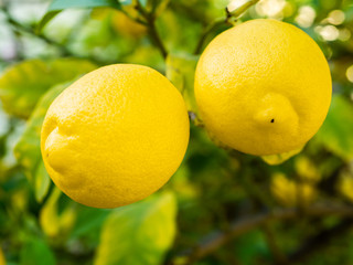 Ripe lemons hanging from a tree