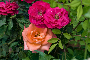 pink rose in the garden