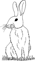 Coloring page with rabbit in grass
