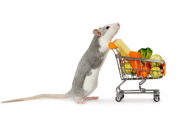 Little cute gray rat carries shopping cart full of fresh vegetables
