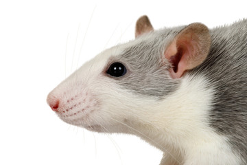 Portrait of a cute little gray rat